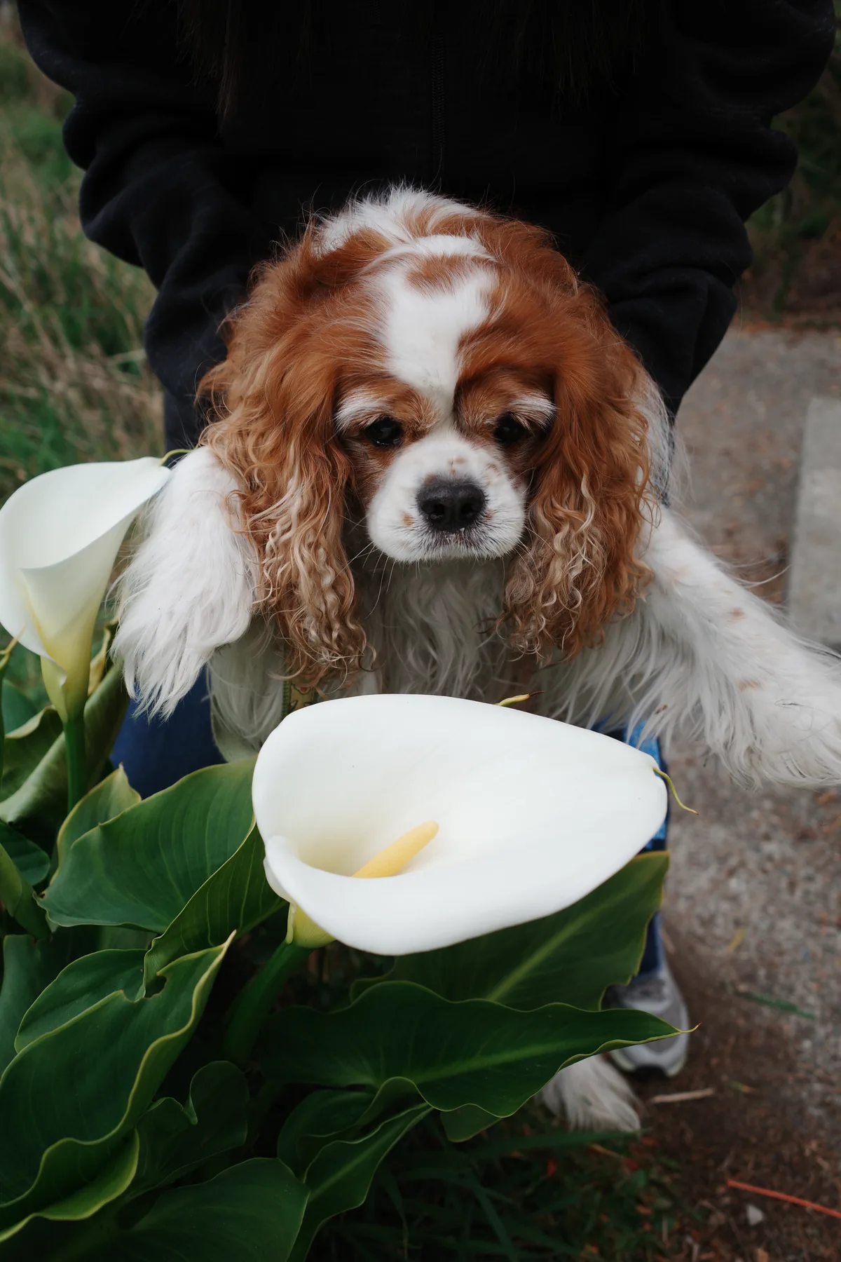 A spaniel framed by white calla lilies